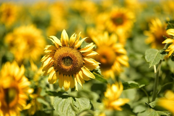 Comment organiser un séjour en Écosse avec des visites de distilleries de whisky et des randonnées dans les Highlands?