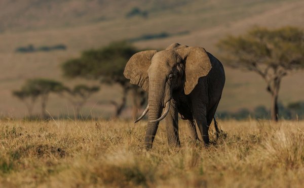 Quels sont les secrets pour une expédition de photographie animalière réussie en Afrique : équipements et conseils ?
